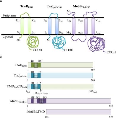 Conjugative Coupling Proteins and the Role of Their Domains in Conjugation, Secondary Structure and in vivo Subcellular Location